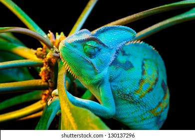 Yemen Chameleon Isolated On Black Background