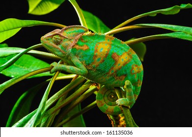 Yemen Chameleon Isolated On Black Background