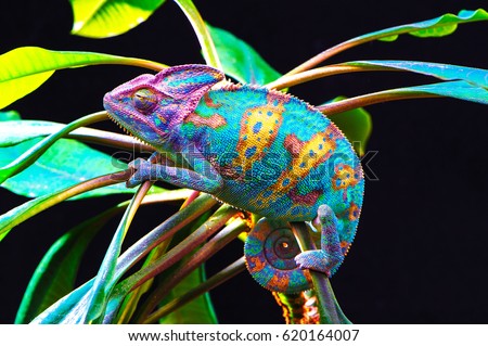 Yemen chameleon isolated on black large background.Lizard on the green leaves.skin has a bright color