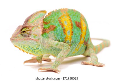 Yemen chameleon isolated on white background