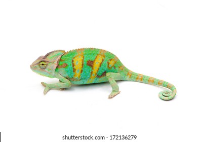 Yemen Chameleon Isolated On White Background