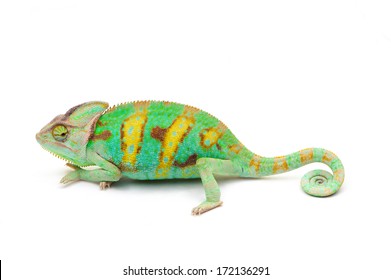 Yemen Chameleon Isolated On White Background