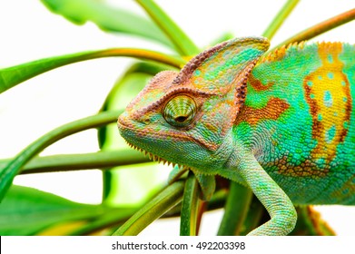 Yemen Chameleon Isolated On White Background