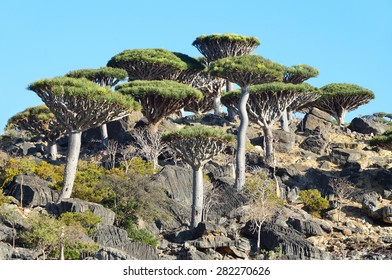 Yemen, Socotra, Dragon Trees On Diksam Plateau