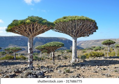 2,702 Socotra tree Images, Stock Photos & Vectors | Shutterstock