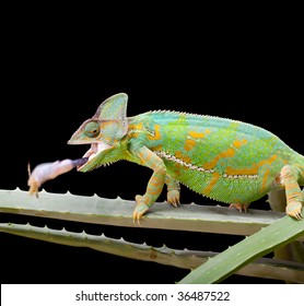 Yemen Or Veiled Chameleon Catching A Grasshopper In A Split Second