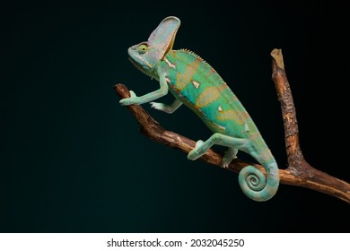 Yemeni chameleon sits on a branch with a black background