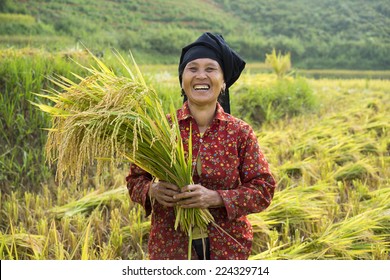 Yen Bai, Vietnam - Sep 27, 2014: Unidentified Hmong smiling woman harvests rice on terraced paddy field in Mu Cang Chai district