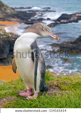 YEP is a penguin native to New Zealand.This species of penguin is endangered, with an estimated population of 4000