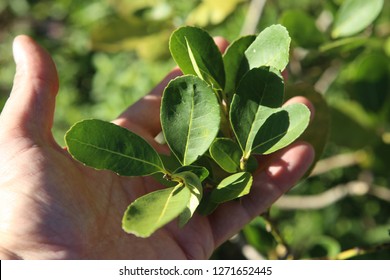 Yerba Mate Bush In Paraguay