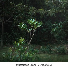 Yerba Mate Plant And Leaves