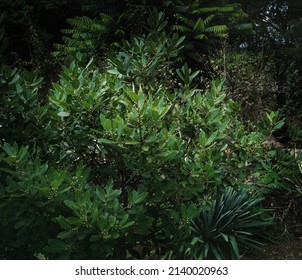 Yerba Mate Plant And Leaves