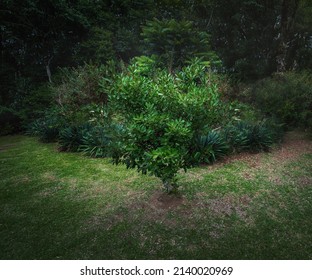 Yerba Mate Plant And Leaves