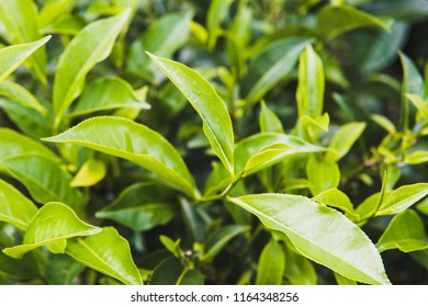 432 Yerba mate tree Images, Stock Photos & Vectors | Shutterstock