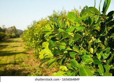 Yerba Mate Plantation In Argentina