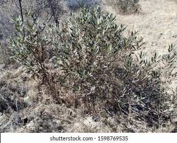 Yerba Santa Growing In Hopper Canyon - Ventura County, CA