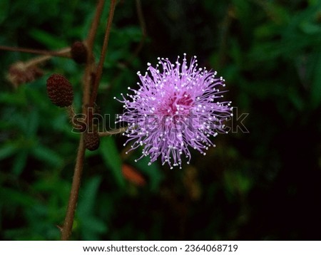 Yes! Mimosa is absolutely gorgeous in bloom