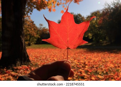 Yes, This Is A Bright Autumn Day.. Bright Red Maple Leave With A Bright Pile Of Fall Leaves On A Sunny Day. Sun Back Lit The Leave And Make It Really Bright.