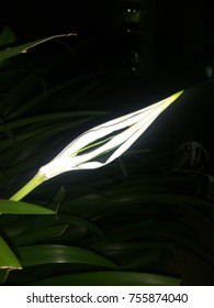 Yet to bloom