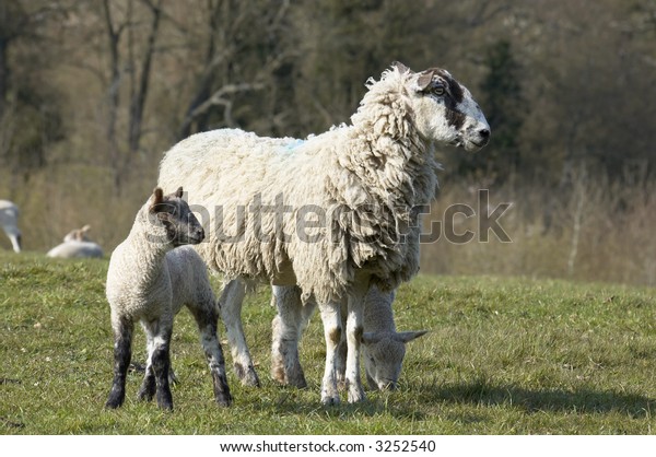 yew-lambs-field-spring-600w-3252540.jpg