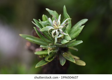 Yew Plum Pine (Podocarpus Podocarpus Macrophyllus) Leaves And Berries. Podcarpaceae Evergreen Conifer And Dioecy.