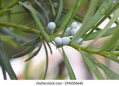 Yew Plum Pine (Podocarpus Podocarpus Macrophyllus) Leaves And Berries. Podcarpaceae Evergreen Conifer And Dioecy.