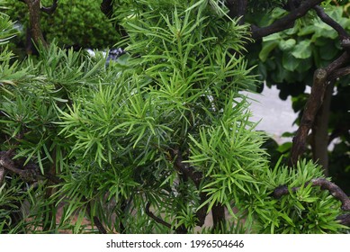 Yew Plum Pine (Podocarpus Podocarpus Macrophyllus) Leaves And Berries. Podcarpaceae Evergreen Conifer And Dioecy.