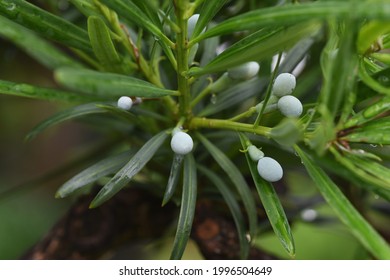 Yew Plum Pine (Podocarpus Podocarpus Macrophyllus) Leaves And Berries. Podcarpaceae Evergreen Conifer And Dioecy.