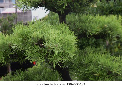 Yew Plum Pine (Podocarpus Podocarpus Macrophyllus) Leaves And Berries. Podcarpaceae Evergreen Conifer And Dioecy.