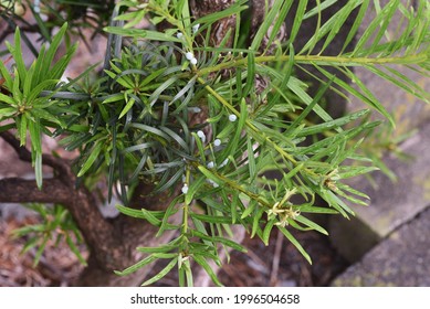 Yew Plum Pine (Podocarpus Podocarpus Macrophyllus) Leaves And Berries. Podcarpaceae Evergreen Conifer And Dioecy.