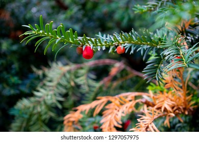 Yew Of Taxus Brevifolia