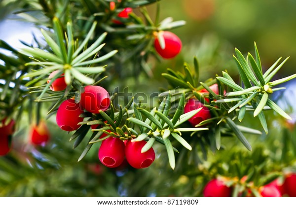 Yew tree with red\
fruits