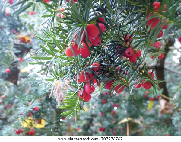 Coniferous tree with red berry like fruits