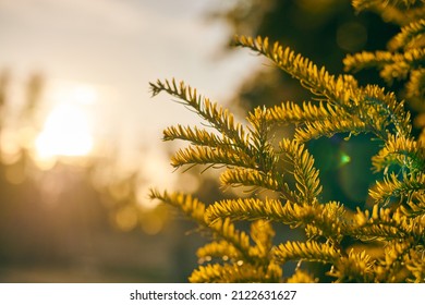 Yew tree Taxus baccata branch copy space close up. European evergreen yew tree in beautiful sunlight, season of sunny weather. Good weather day, beautiful evergreen tree branches