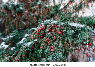 Yew Tree In Winter