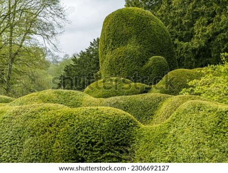 Yew trees trimmed in very curvy sensuous shapes in garden in Yorkshire, England