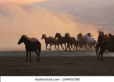 Yilki Horses Running in Field, Kayseri City, Türkei