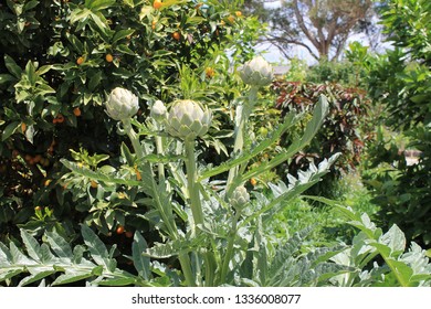 Yinnar Community Garden, Latrobe City, Gippsland, Victoria, Australia.