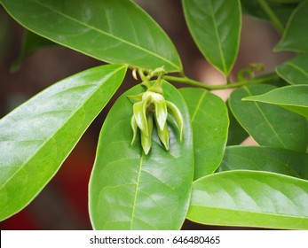 Ylang Ylang Flower