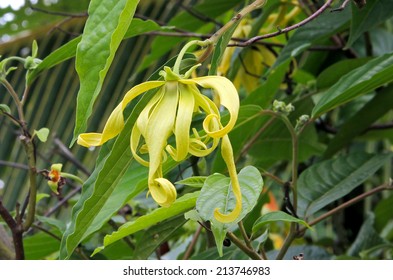 Ylang Ylang Flower Cananga Odorata