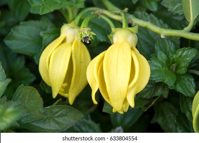 Ylang Ylang Flower (Cananga Odorata)