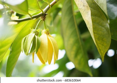 Ylang Ylang Flower Or Cananga Odorata