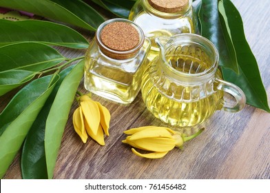 Ylang Ylang Flower And Ylang Ylang Essential Oil