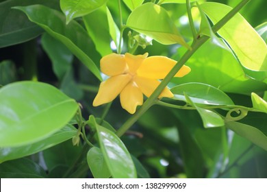 Ylang Ylang Flower In The Garden 