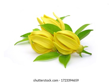 Ylang Ylang Flower (Ilang Ilang) With Green Leaves Isolated On White Background. Fragrance Flower For Extract Aromatherapy Essential Oil.