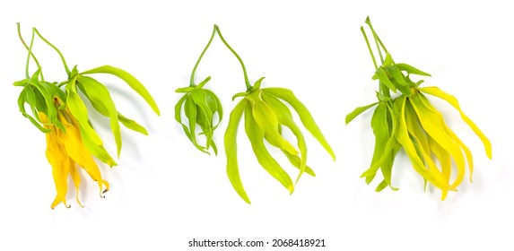 Ylang Ylang Flower Isolated On White Background