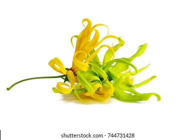 Ylang Ylang Flower Isolated On White Background