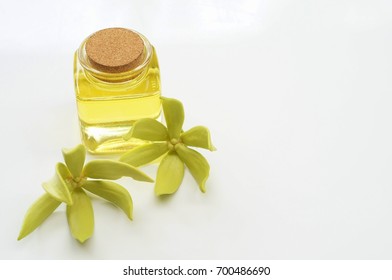 Ylang Ylang Flower And Ylang Ylang Oil