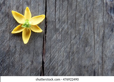 Ylang Ylang Flower On Grunge Background.