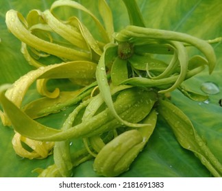 Ylang Flower With Water Drops On Taro Leaves.